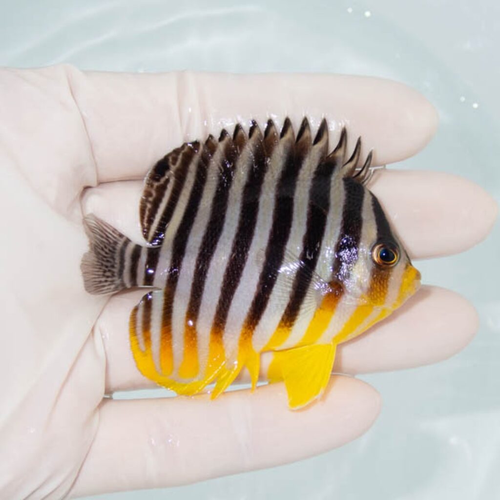 【現物092】シマヤッコ 6.5cm±! 海水魚 生体 15時までのご注文で当日発送
