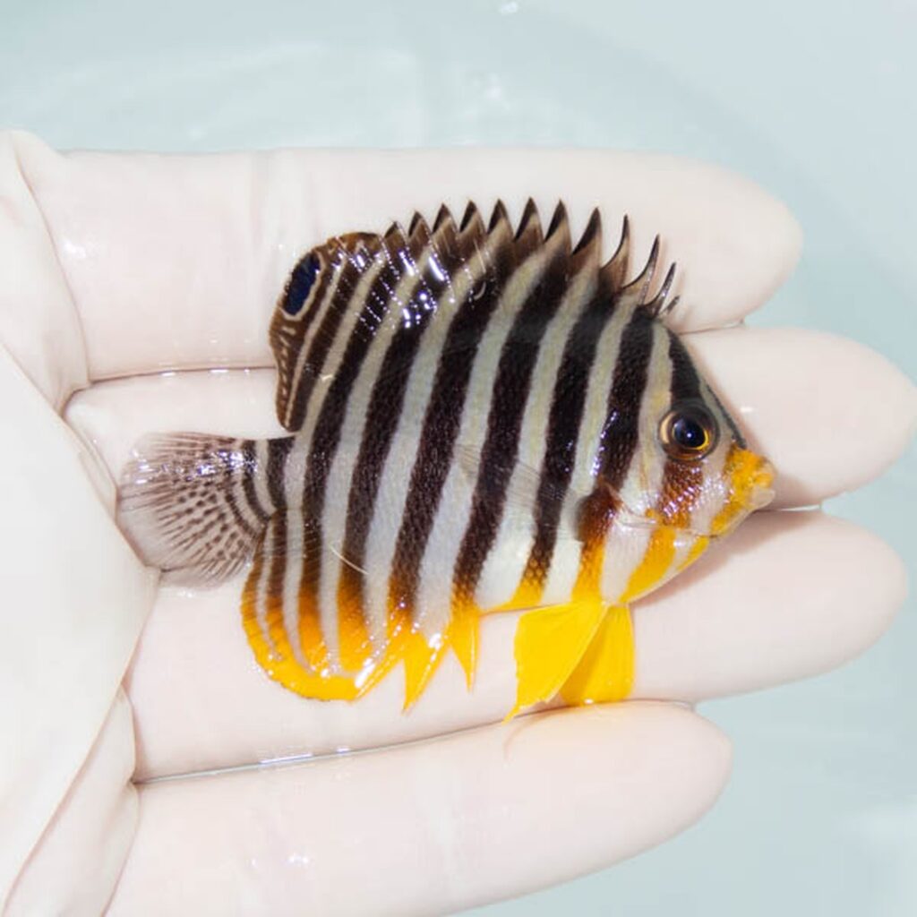 【現物093】シマヤッコ 6cm±! 海水魚 生体 15時までのご注文で当日発送