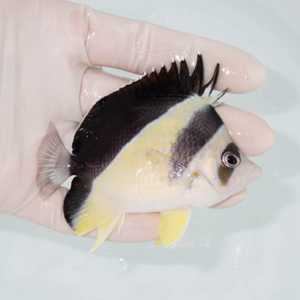 【現物101】バーゲスバタフライ 8.5cm±! 海水魚 チョウチョウウオ 15時までのご注文で当日発送