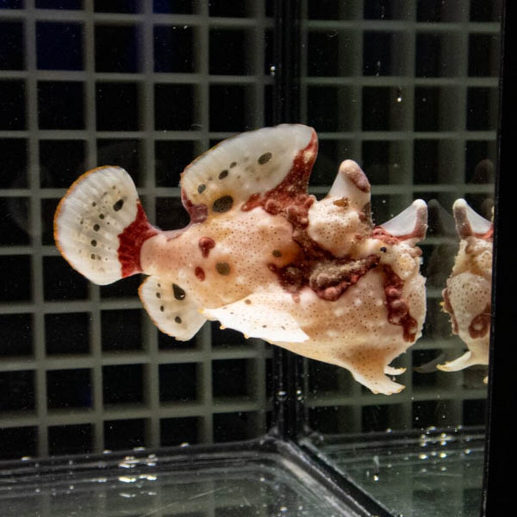 【現物140】クマドリカエルアンコウ 7cm! 海水魚 アンコウ 15時までのご注文で当日発送