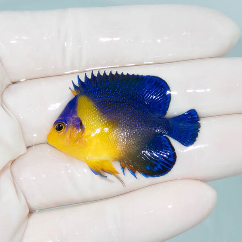【現物075】スミレヤッコ 4.2cm±! 海水魚 ヤッコ 15時までのご注文で当日発送