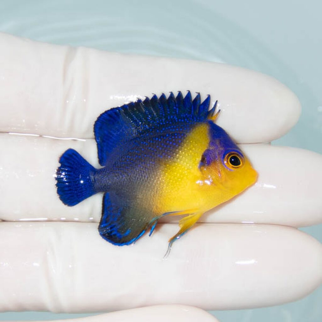 【現物075】スミレヤッコ 4.2cm±! 海水魚 ヤッコ 15時までのご注文で当日発送