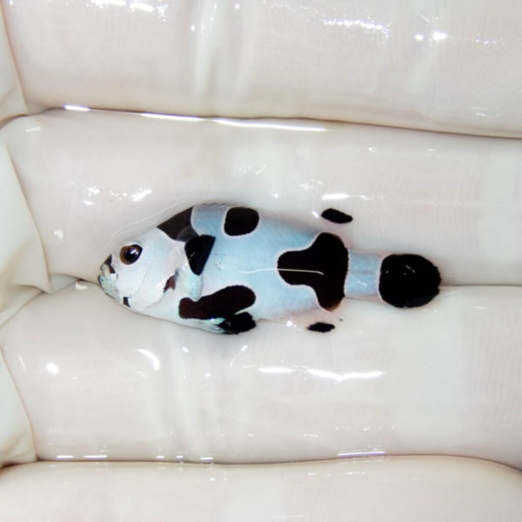 【現物133】ブラックストーム 3.2cm±! 海水魚 クマノミ 餌付け 15時までのご注文で当日発送