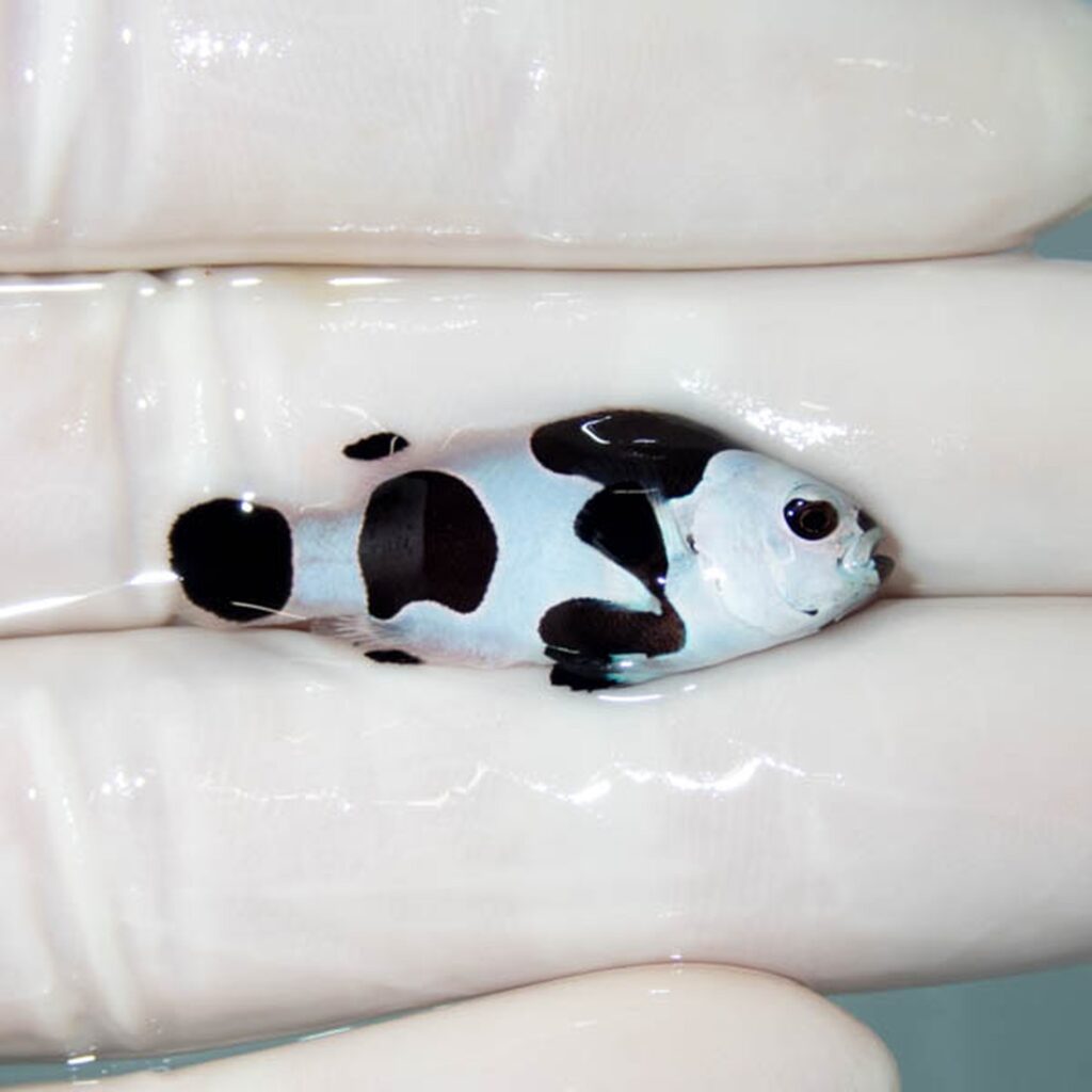 【現物133】ブラックストーム 3.2cm±! 海水魚 クマノミ 餌付け 15時までのご注文で当日発送