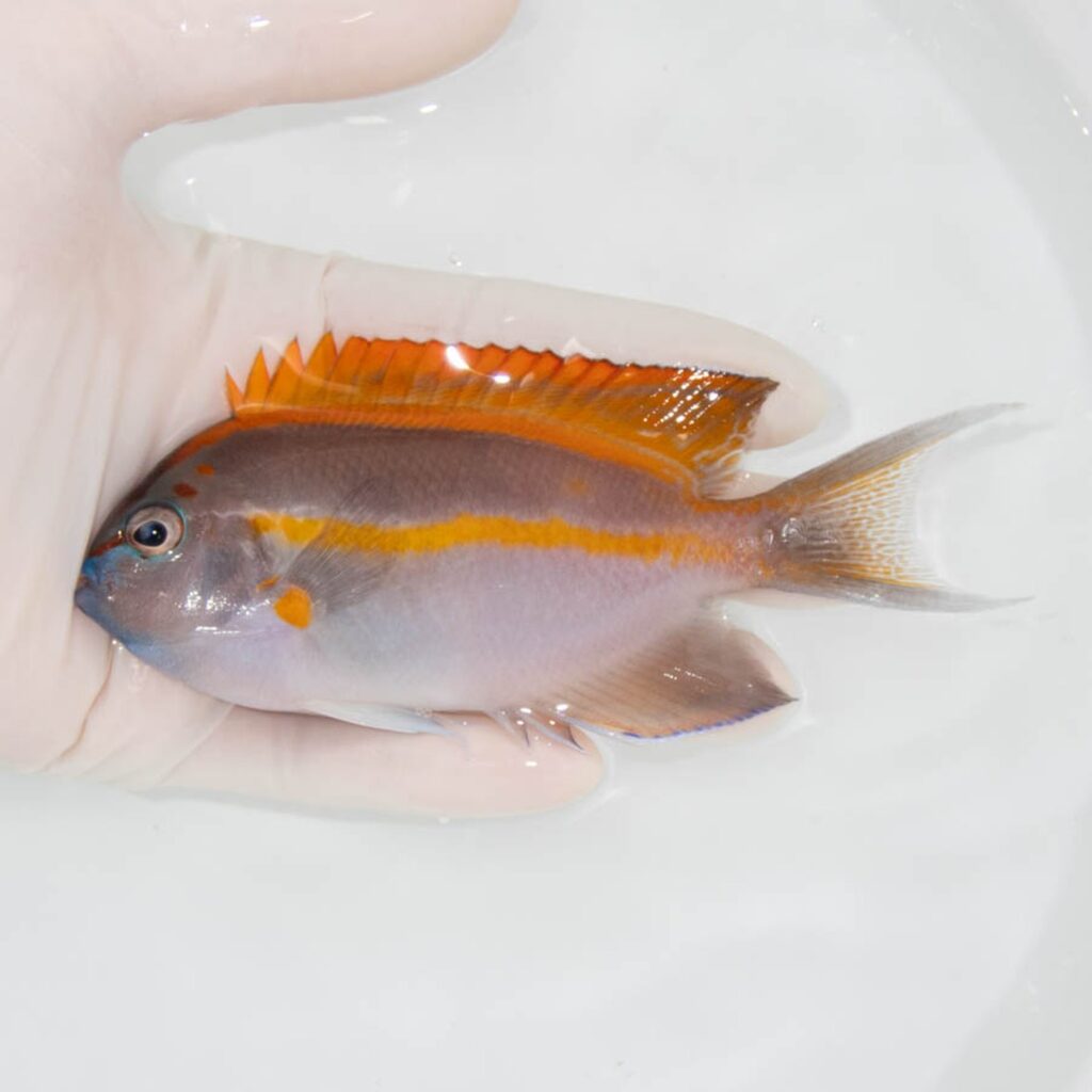 【現物338】ベルスエンゼル ♂ 12cm±! 海水魚 ヤッコ 15時までのご注文で当日発送