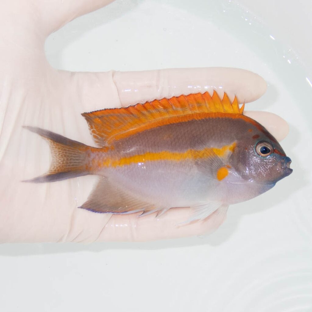 【現物338】ベルスエンゼル ♂ 12cm±! 海水魚 ヤッコ 15時までのご注文で当日発送