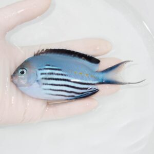 【現物337】 ヒレナガヤッコ ♂ 11.5cm± ! 海水魚 ヤッコ 15時までのご注文で当日発送