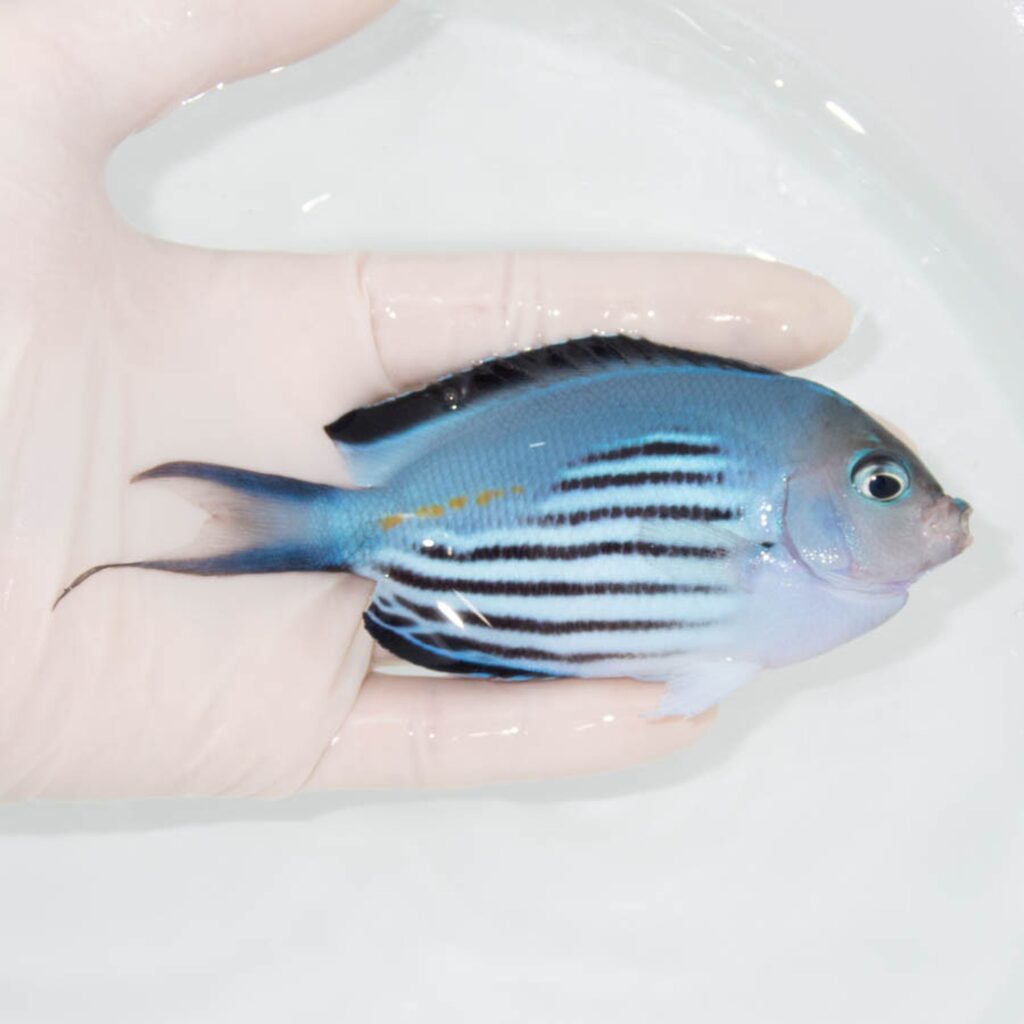 【現物337】 ヒレナガヤッコ ♂ 11.5cm± ! 海水魚 ヤッコ 15時までのご注文で当日発送