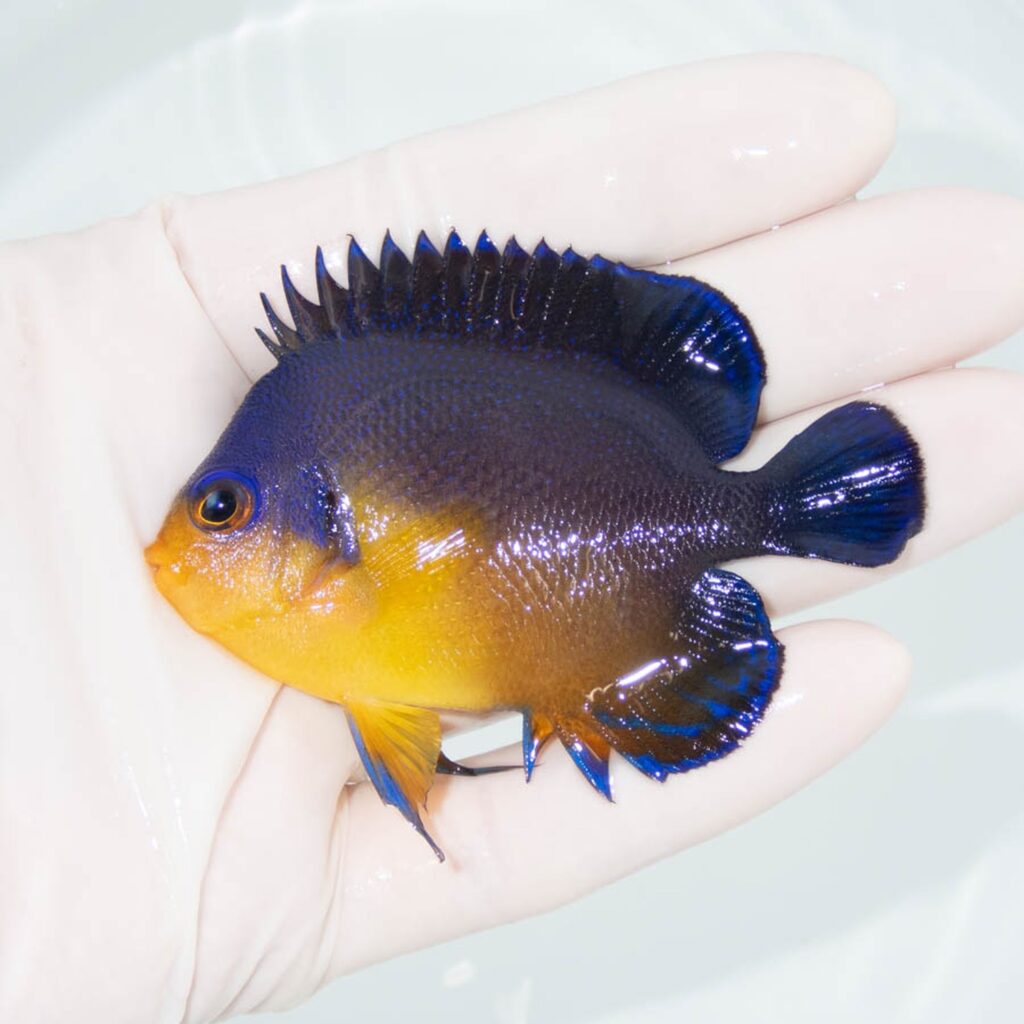 【現物330】スミレヤッコ 7.5cm±! 海水魚 ヤッコ 15時までのご注文で当日発送
