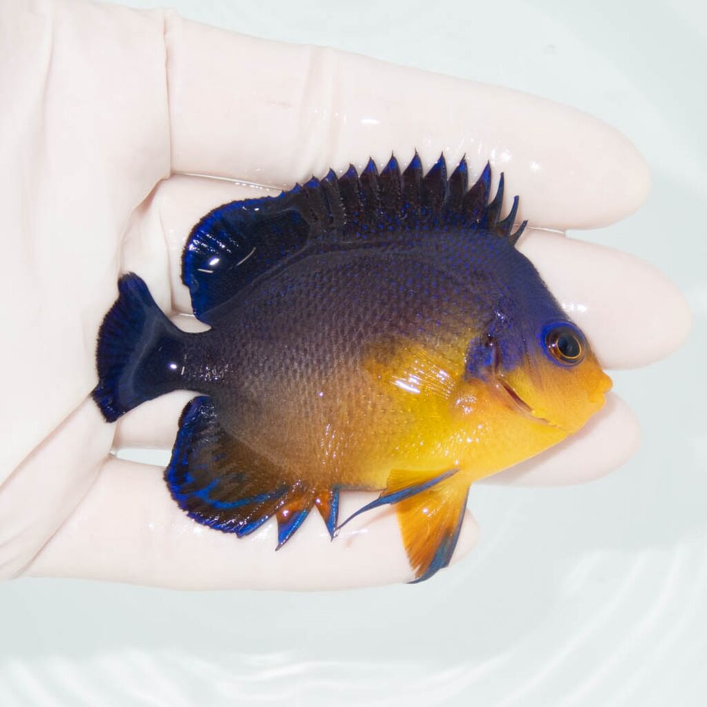 【現物330】スミレヤッコ 7.5cm±! 海水魚 ヤッコ 15時までのご注文で当日発送