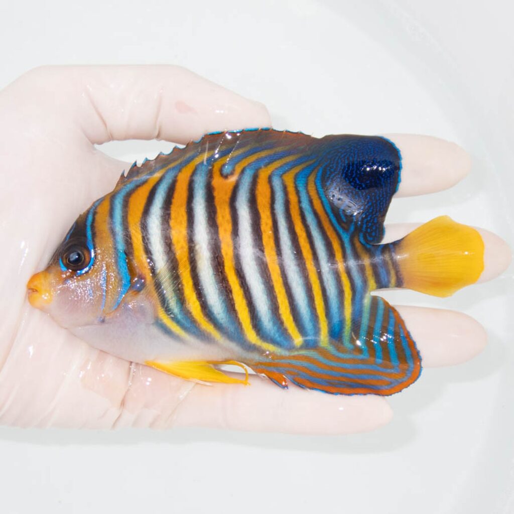 【現物348】ニシキヤッコ 13cm±! 海水魚 ヤッコ 15時までのご注文で当日発送