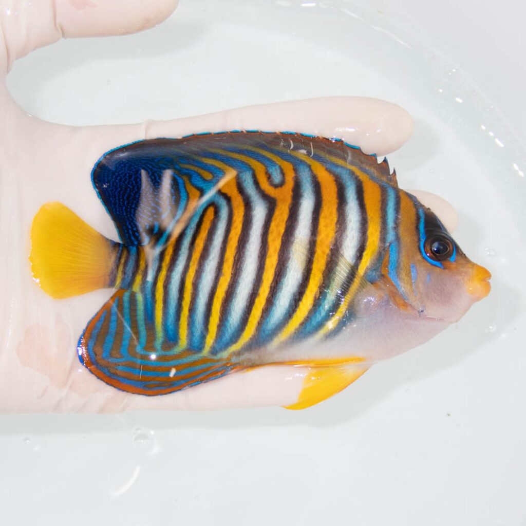 【現物348】ニシキヤッコ 13cm±! 海水魚 ヤッコ 15時までのご注文で当日発送