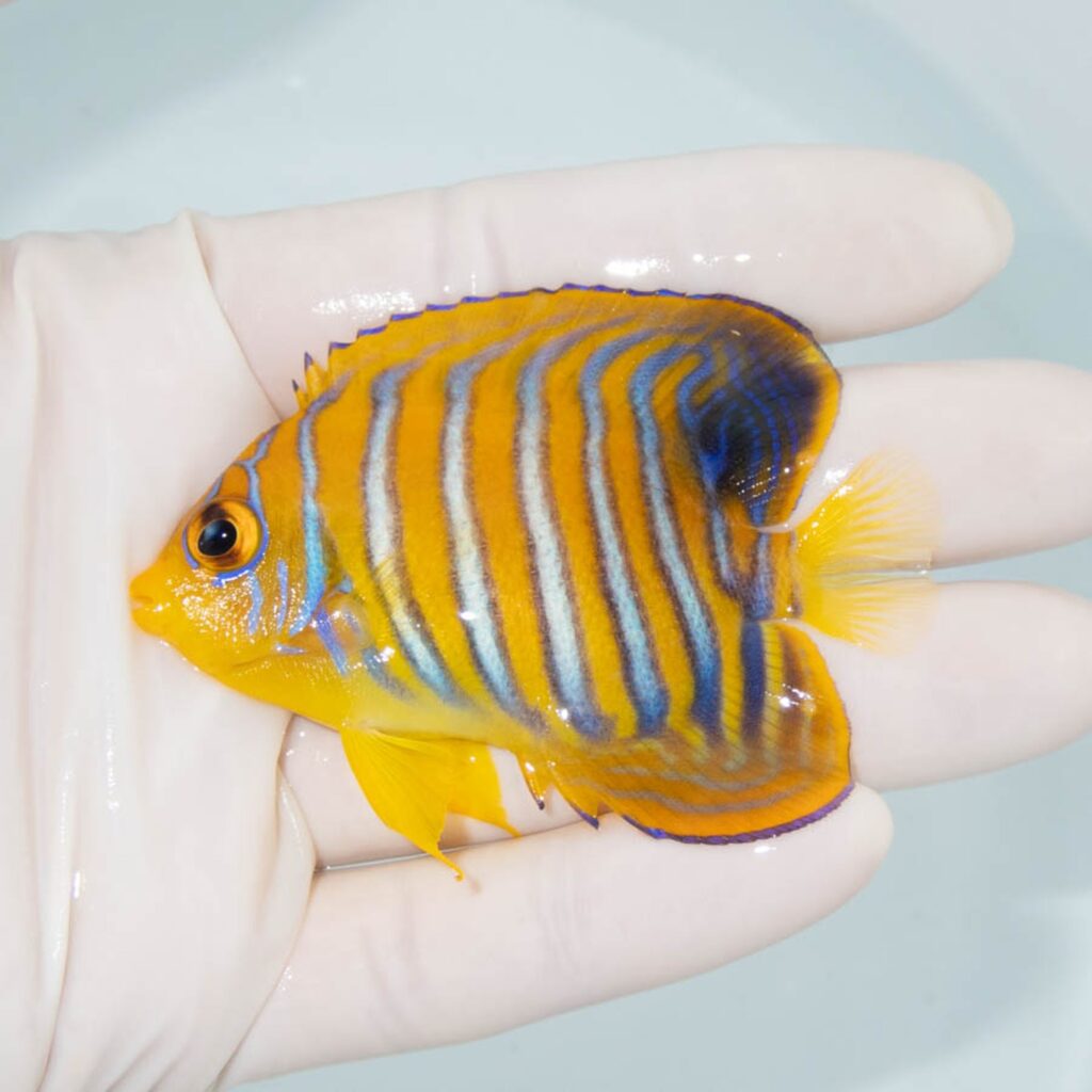 【現物323】粒エサOK モルディブ産 インドニシキヤッコ 7.3cm±! 海水魚 ヤッコ 15時までのご注文で当日発送