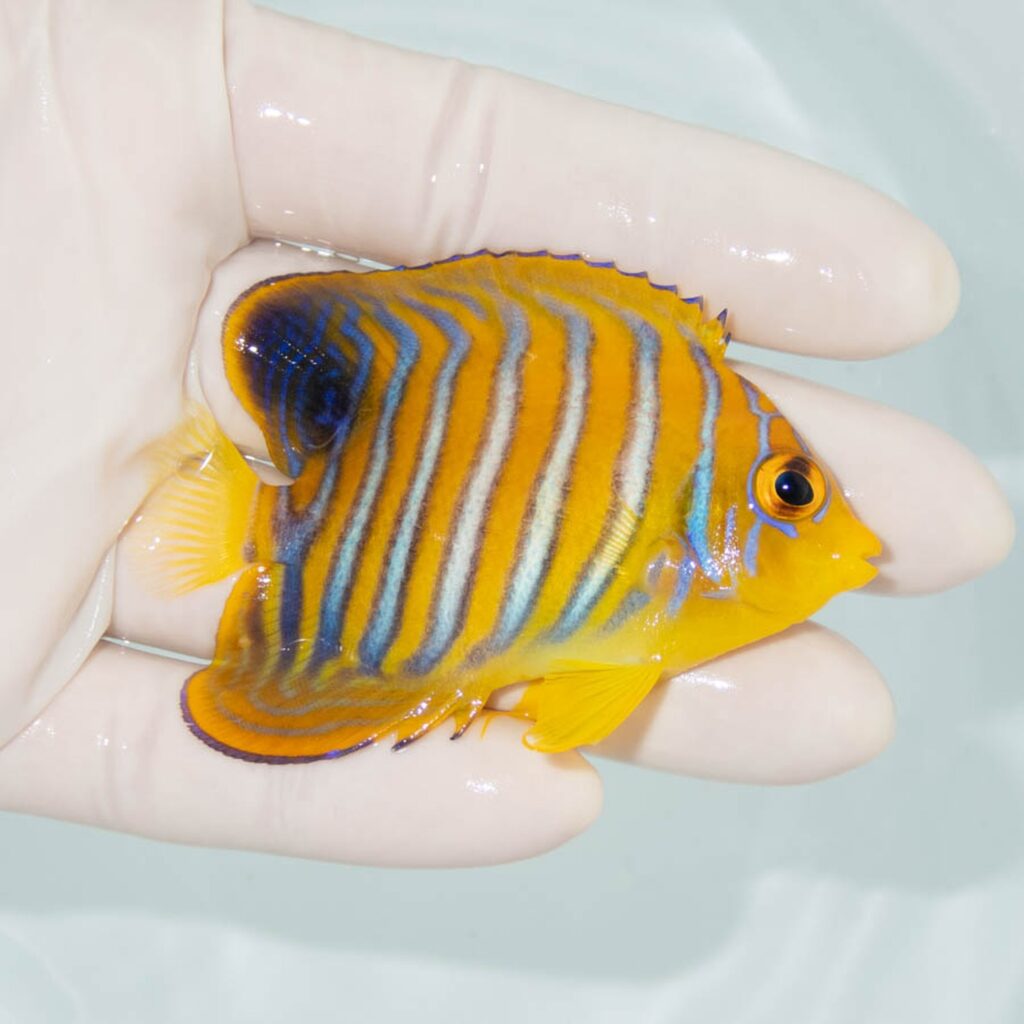【現物323】粒エサOK モルディブ産 インドニシキヤッコ 7.3cm±! 海水魚 ヤッコ 15時までのご注文で当日発送