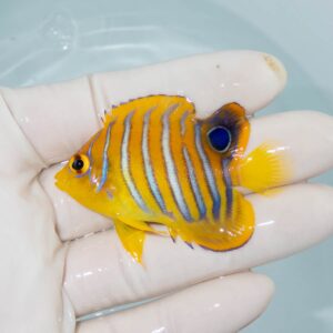 【現物324】粒エサOK モルディブ産 インドニシキヤッコ 背ビレ欠け 5.8cm±! 海水魚 ヤッコ 15時までのご注文で当日発送