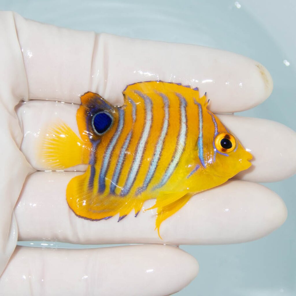 【現物324】粒エサOK モルディブ産 インドニシキヤッコ 背ビレ欠け 5.8cm±! 海水魚 ヤッコ 15時までのご注文で当日発送
