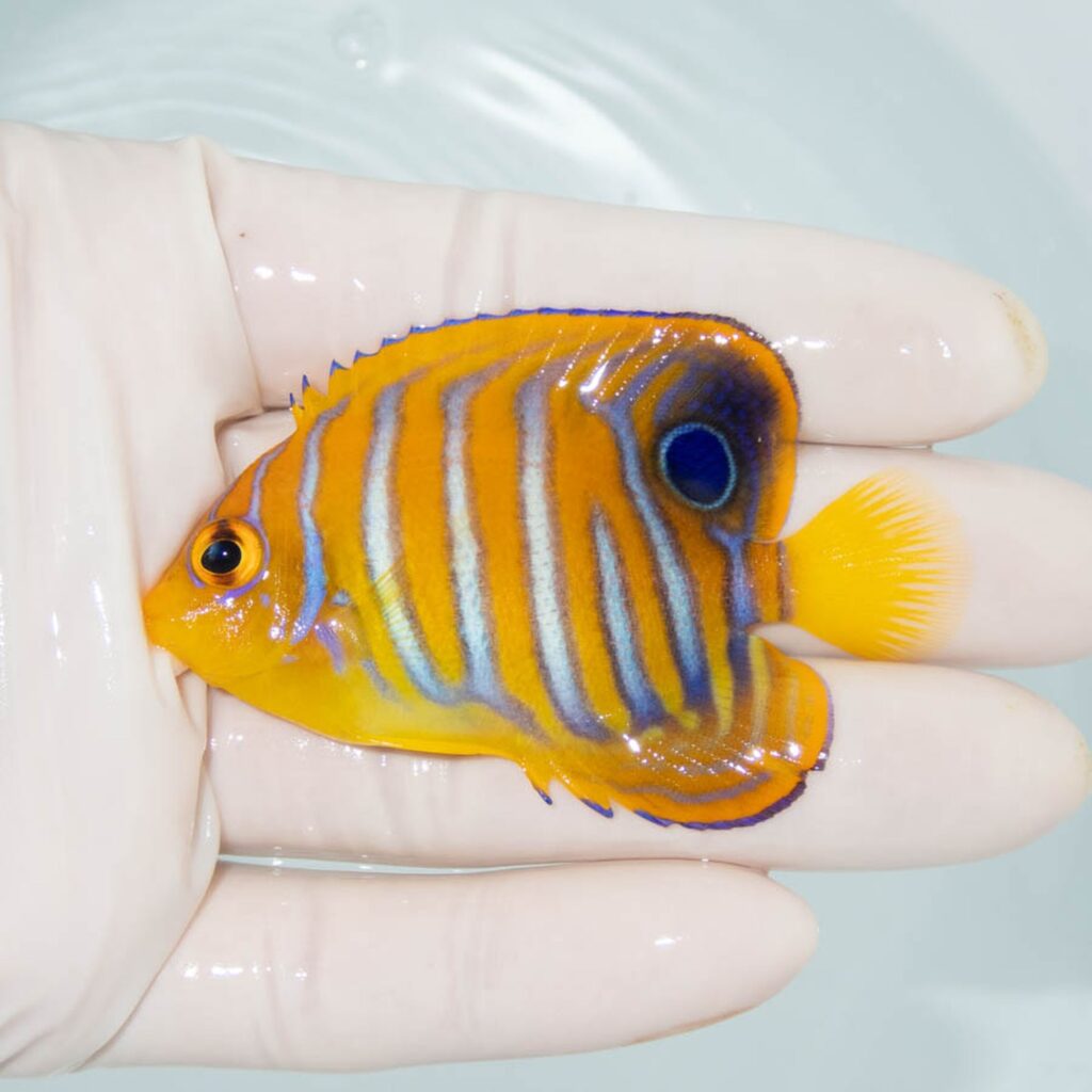 【現物325】粒エサOK モルディブ産 インドニシキヤッコ 片目ポップ気味 6.8cm±! 海水魚 ヤッコ 15時までのご注文で当日発送