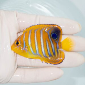 【現物325】粒エサOK モルディブ産 インドニシキヤッコ 片目ポップ気味 6.8cm±! 海水魚 ヤッコ 15時までのご注文で当日発送