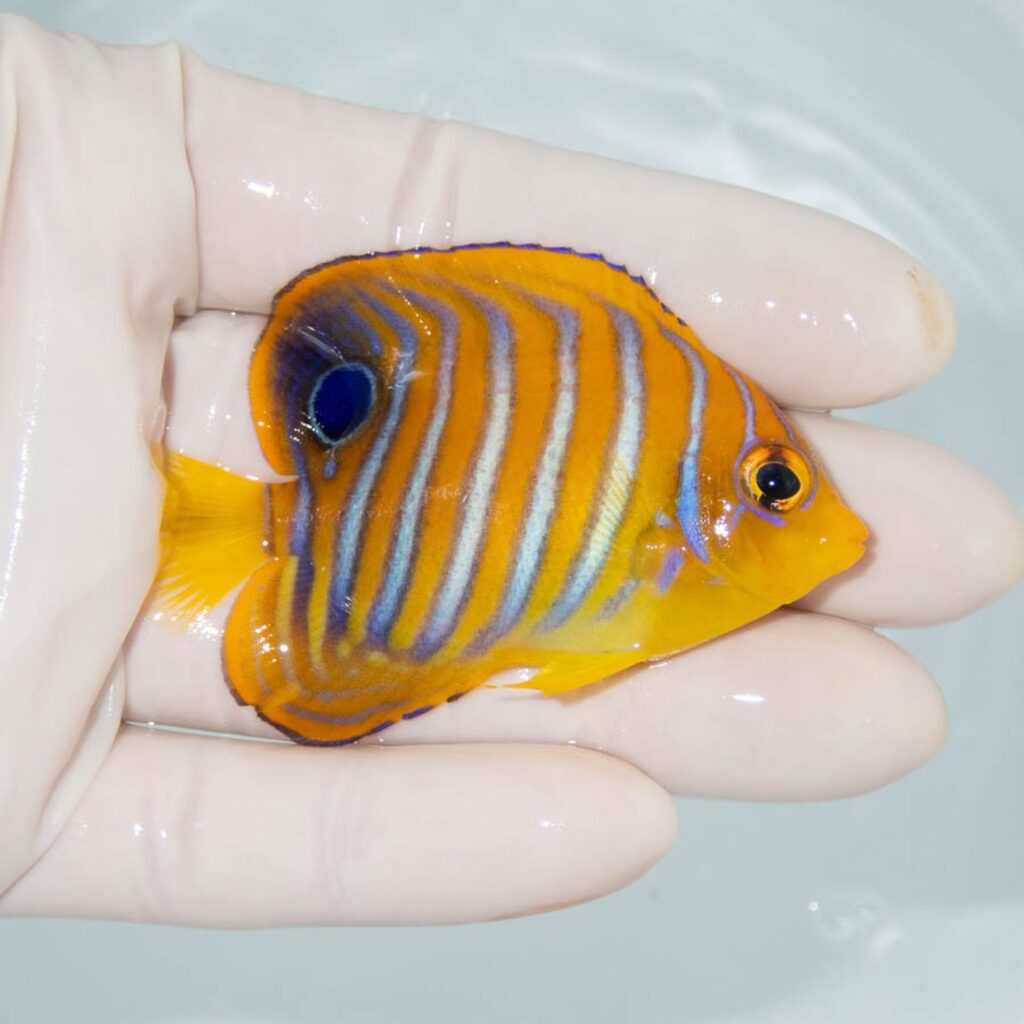 【現物325】粒エサOK モルディブ産 インドニシキヤッコ 片目ポップ気味 6.8cm±! 海水魚 ヤッコ 15時までのご注文で当日発送