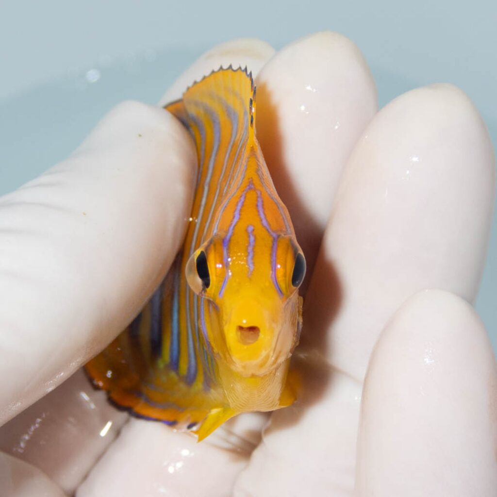 【現物325】粒エサOK モルディブ産 インドニシキヤッコ 片目ポップ気味 6.8cm±! 海水魚 ヤッコ 15時までのご注文で当日発送
