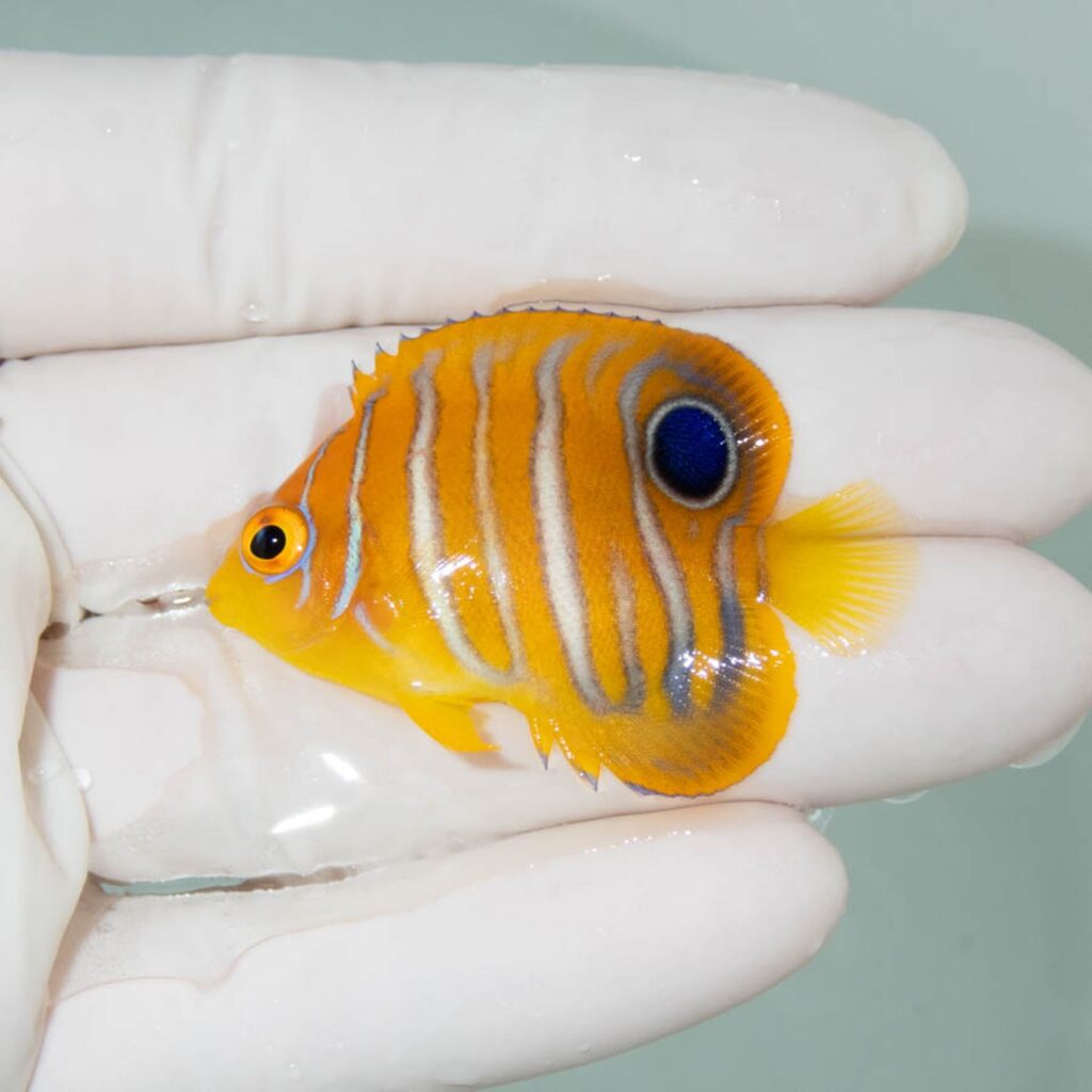 【現物350】モルディブ産インドニシキヤッコ 4.5cm±! 海水魚 ヤッコ 15時までのご注文で当日発送