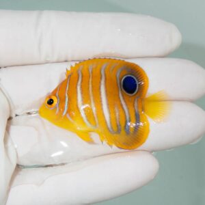 【現物350】モルディブ産インドニシキヤッコ 4.5cm±! 海水魚 ヤッコ 15時までのご注文で当日発送