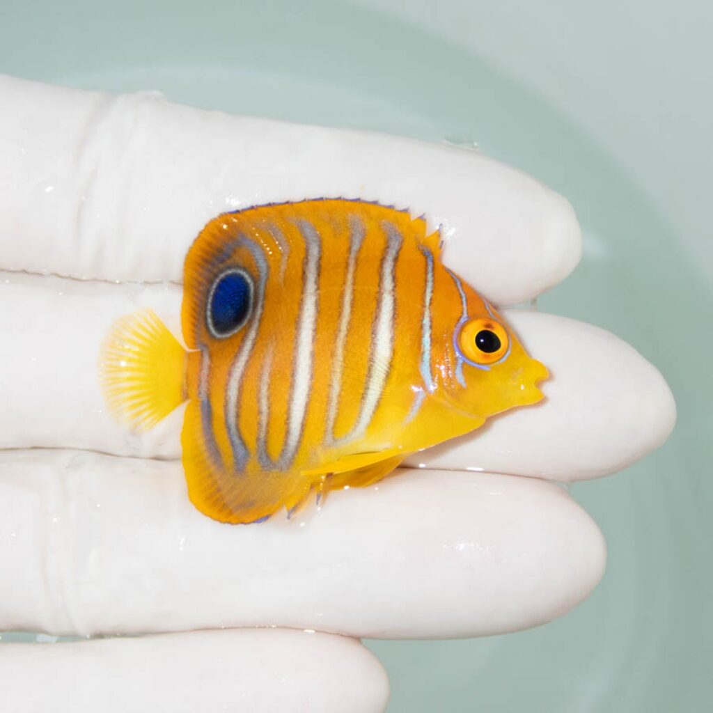【現物350】モルディブ産インドニシキヤッコ 4.5cm±! 海水魚 ヤッコ 15時までのご注文で当日発送