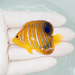 【現物351】モルディブ産インドニシキヤッコ 5.5cm±! 海水魚 ヤッコ 15時までのご注文で当日発送
