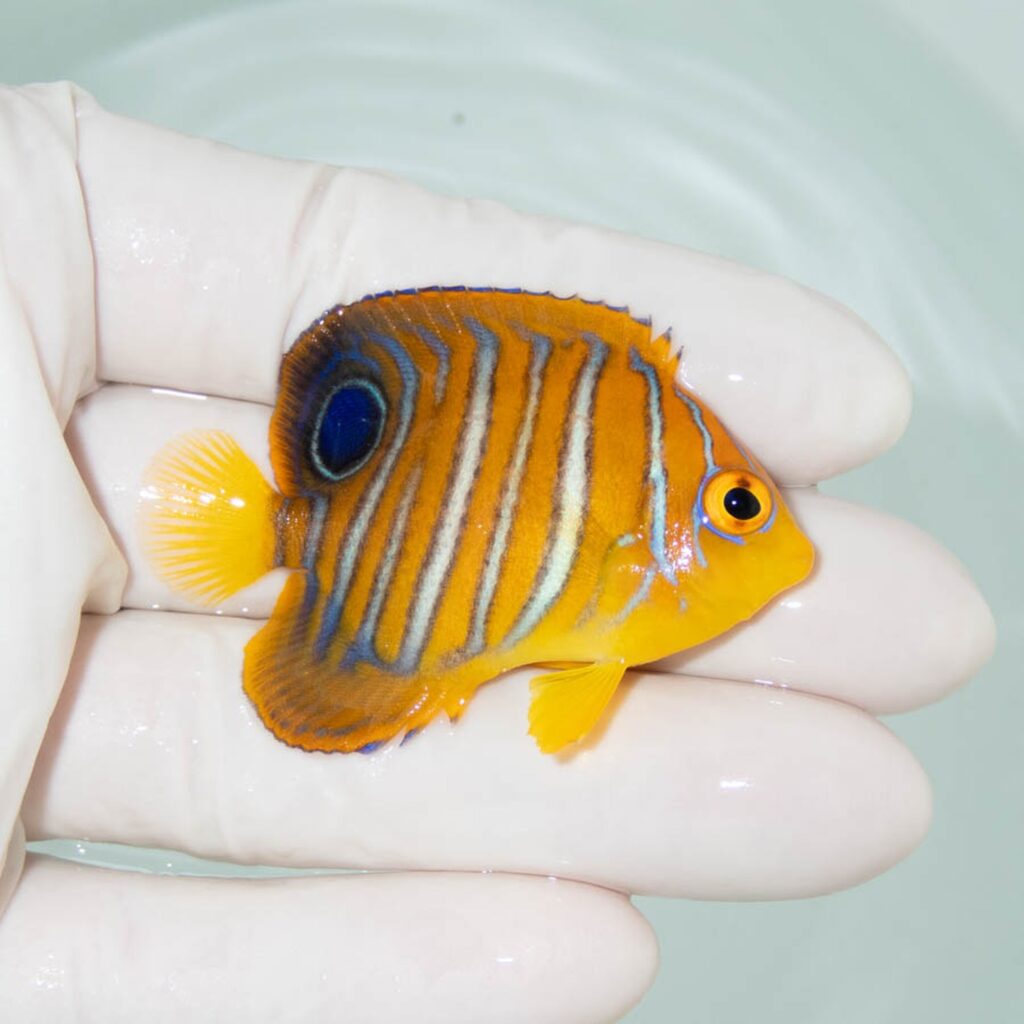【現物351】モルディブ産インドニシキヤッコ 5.5cm±! 海水魚 ヤッコ 15時までのご注文で当日発送