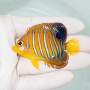 【現物352】モルディブ産インドニシキヤッコ 6cm±! 海水魚 ヤッコ 15時までのご注文で当日発送