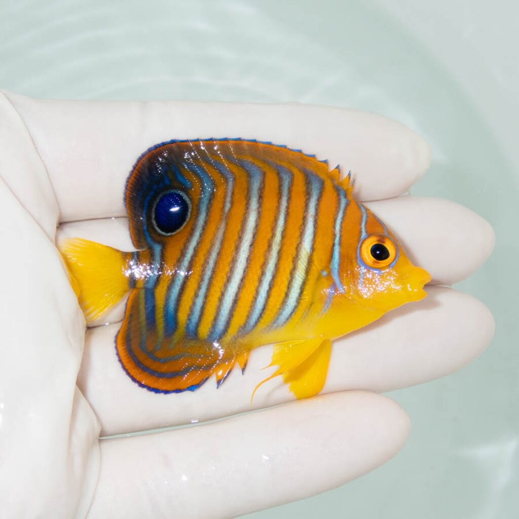 【現物352】モルディブ産インドニシキヤッコ 6cm±! 海水魚 ヤッコ 15時までのご注文で当日発送