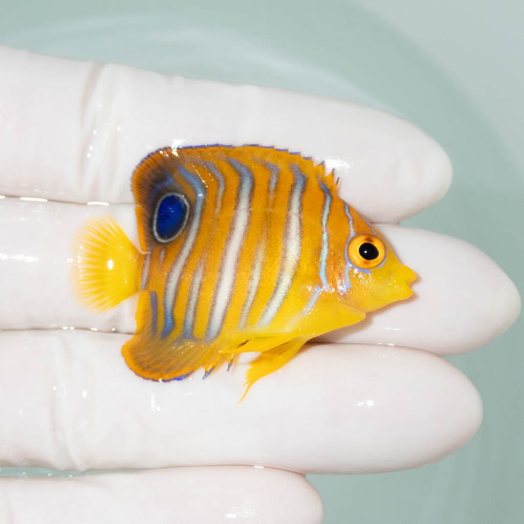 【現物353】モルディブ産インドニシキヤッコ 4.5cm±! 海水魚 ヤッコ 15時までのご注文で当日発送