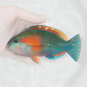 【現物367】オオモンハゲブダイ 15cm±! 海水魚 ベラ !15時までのご注文で当日発送