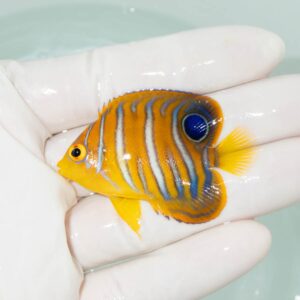 【現物354】モルディブ産インドニシキヤッコ 5.2cm±! 海水魚 ヤッコ 15時までのご注文で当日発送