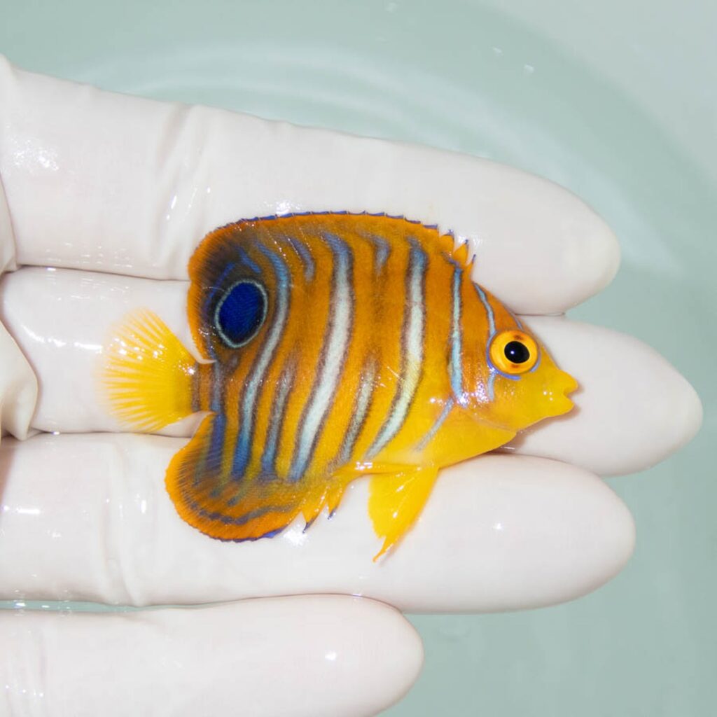 【現物354】モルディブ産インドニシキヤッコ 5.2cm±! 海水魚 ヤッコ 15時までのご注文で当日発送