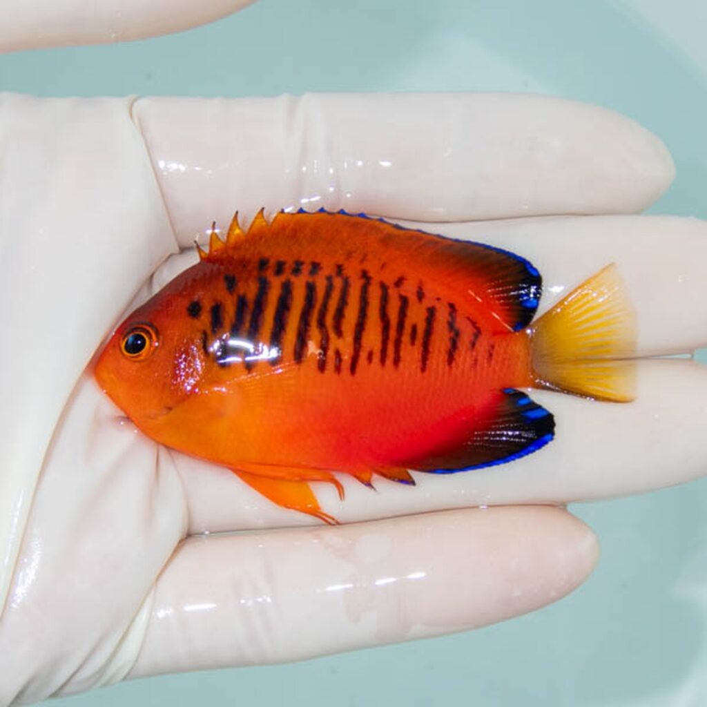 【現物255】ダイダイヤッコ 6.5cm±!海水魚 ヤッコ 15時までのご注文で当日発送