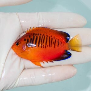 【現物255】ダイダイヤッコ 6.5cm±!海水魚 ヤッコ 15時までのご注文で当日発送