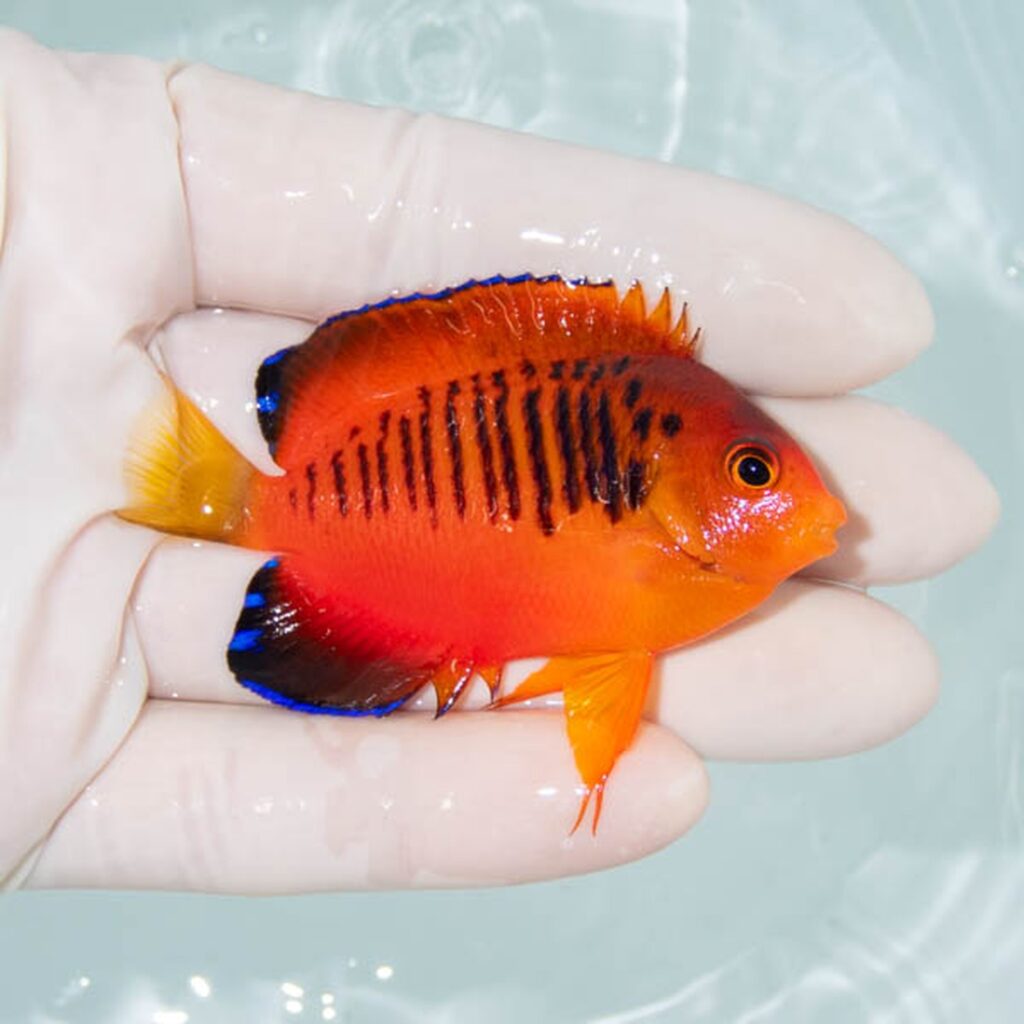 【現物255】ダイダイヤッコ 6.5cm±!海水魚 ヤッコ 15時までのご注文で当日発送
