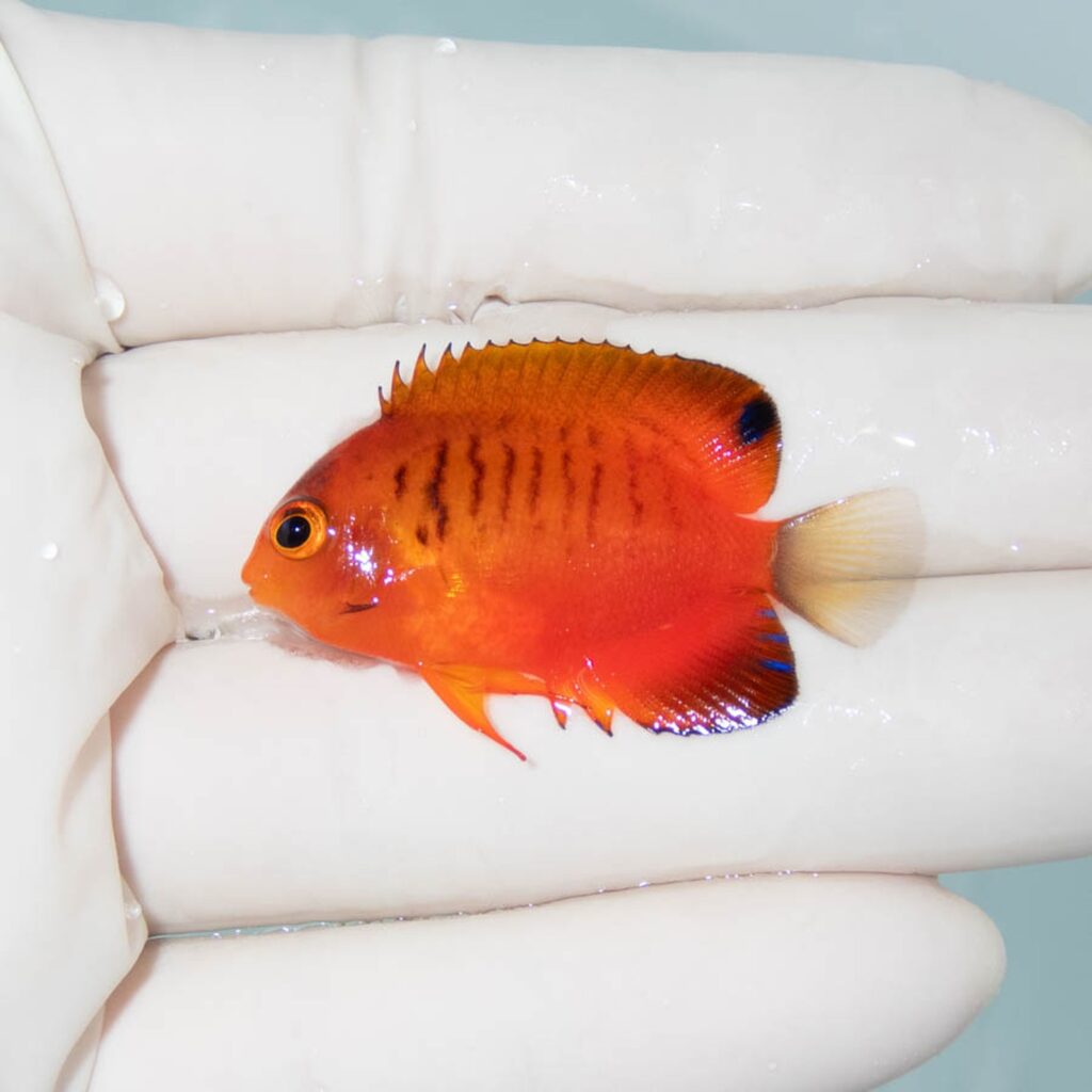 【現物313】ダイダイヤッコ 4cm±!海水魚 ヤッコ 15時までのご注文で当日発送