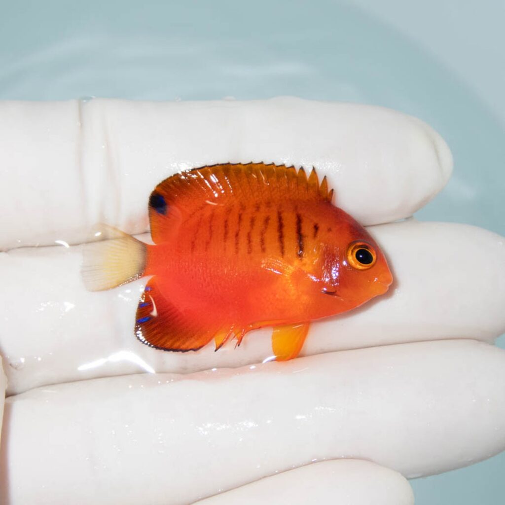 【現物313】ダイダイヤッコ 4cm±!海水魚 ヤッコ 15時までのご注文で当日発送