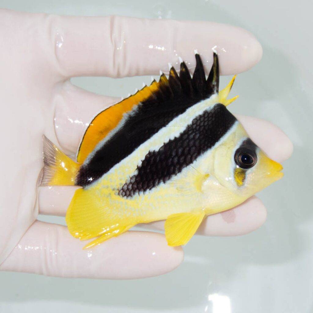 【現物362】インディアンバタフライ 8cm±! 海水魚 チョウチョウウオ 15時までのご注文で当日発送
