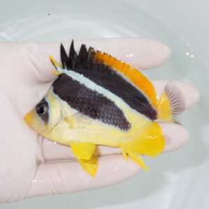 【現物363】インディアンバタフライ 8cm±!  海水魚 チョウチョウウオ 15時までのご注文で当日発送