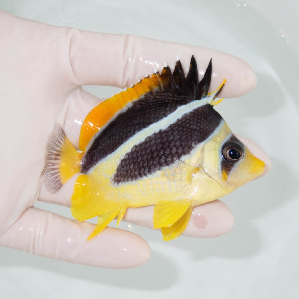 【現物363】インディアンバタフライ 8cm±!  海水魚 チョウチョウウオ 15時までのご注文で当日発送
