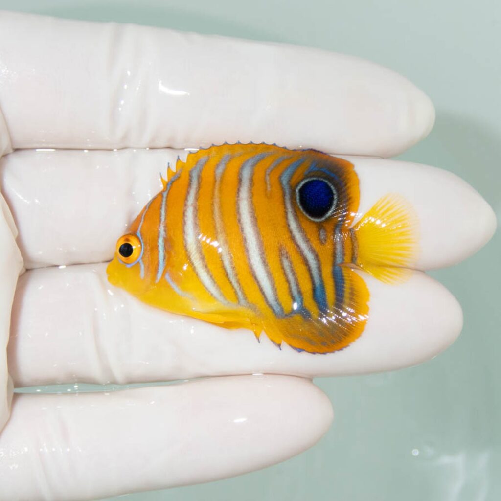【現物355】モルディブ産インドニシキヤッコ 5cm±! 海水魚 ヤッコ 15時までのご注文で当日発送