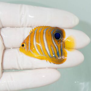 【現物355】モルディブ産インドニシキヤッコ 5cm±! 海水魚 ヤッコ 15時までのご注文で当日発送
