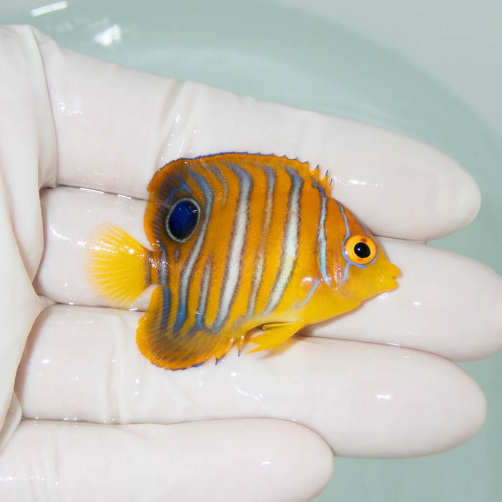 【現物355】モルディブ産インドニシキヤッコ 5cm±! 海水魚 ヤッコ 15時までのご注文で当日発送
