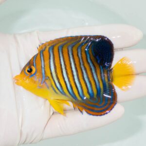 【現物356】モルディブ産インドニシキヤッコ 8.5cm±! 海水魚 ヤッコ 15時までのご注文で当日発送
