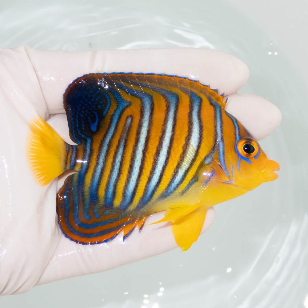 【現物356】モルディブ産インドニシキヤッコ 8.5cm±! 海水魚 ヤッコ 15時までのご注文で当日発送