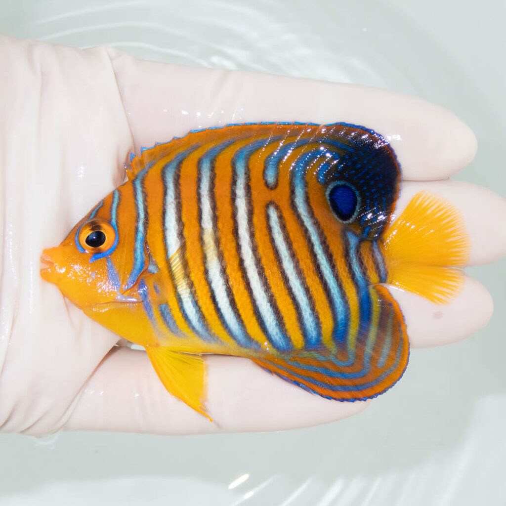 【現物357】モルディブ産インドニシキヤッコ 8.5cm±! 海水魚 ヤッコ 15時までのご注文で当日発送