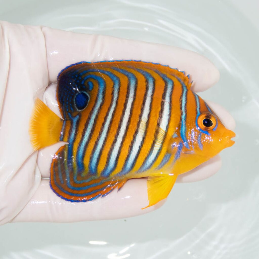 【現物357】モルディブ産インドニシキヤッコ 8.5cm±! 海水魚 ヤッコ 15時までのご注文で当日発送